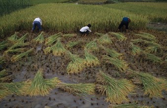 CHINA, Guangxi, Yangshuo, Rice harvest