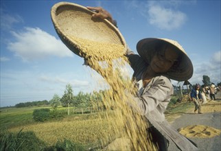 VIETNAM, Tam  Ky, Woman winnowing rice by side of the road by pouring rice out of a large flat