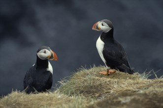 ICELAND, Dyrholaey, Two puffins on rock.