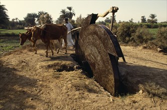 EGYPT, Agriculture, Irrigation, Man using irrigation wheel with cattle