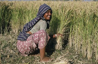NEPAL, Agriculture, Rice, Young woman harvesting rice by hand.