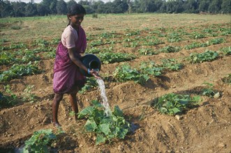 INDIA, Karnataka, Agriculture, Woman hand watering vegetable crop growing in ridged furrows.