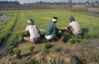 INDIA, Karnataka , Agriculture, Three men in paddy field collecting rice seedlings.