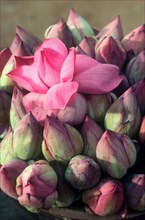 SRI LANKA, Flowers, Lotus buds for temple offerings