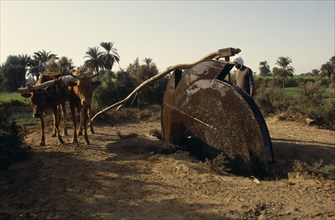 EGYPT, Nile Valley, Aswan, Man using an irrigation wheel with cattle