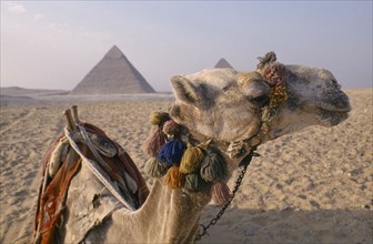 EGYPT, Cairo Area, Giza, The Pyramids. Camel In Foreground