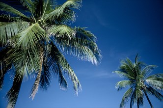 THAILAND, Ko Phi Phi, View looking up at palm trees against blue sky