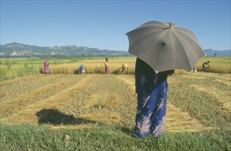 NEPAL, Eastern Terai, Agriculture, Woman with umbrella watching rice being harvested by hand.