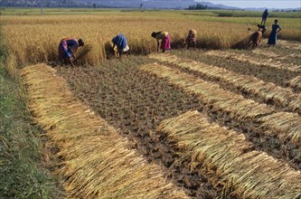 NEPAL, Eastern Terai, Agriculture, Rice harvest.