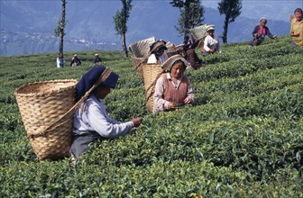 INDIA, West Bengal, Darjeeling , Women tea pickers at work putting leaves of tea bushes into