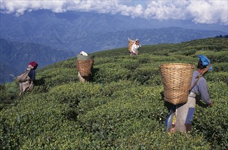 INDIA, West Bengal, Darjeeling, Female tea pickers at work on hillside plantation putting leaves