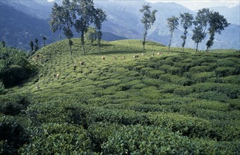 INDIA, West Bengal, Darjeeling, Distant view of line of tea pickers working across slope of tea
