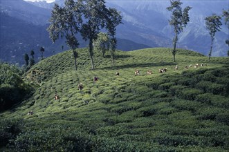 INDIA, West Bengal, Darjeeling, Distant view of line of tea pickers working across slpoe of tea