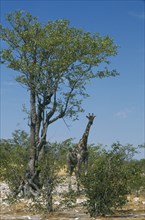 WILDLIFE, Big Game, Giraffe, Single giraffe standing under trees in semi desert of Etosha Namibia