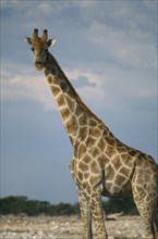WILDLIFE, Big Game, Giraffe, Single giraffe standing in semi desert in Etosha Namibia