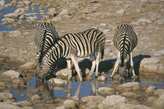WILDLIFE, Big Game, Zebra, Three zebra drinking from waterhole in Etosha Namibia