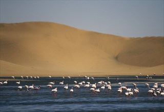 WILDLIFE, Birds, Flamingoes, Flamingoes feeding in a lagoon in front of sand dunes near Walvis Bay