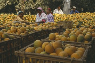 EGYPT, Nile Delta, Qanatir, Orange harvest. Oranges crated in orchard. Female pickers in foreground