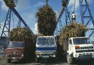 WEST INDIES, Jamaica, Industry, Sugar cane being unloaded from trucks at refinery