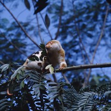 PAPUA NEW GUINEA, General, A Loris. Brown and white with black spots and a long tail perched in