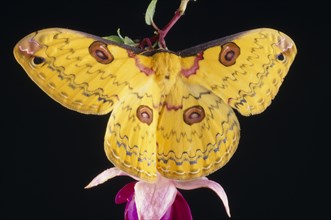 NATURAL HISTORY, Insects, Moth, Golden Emperor Silk Moth (Leopa katinka)  Single insect with