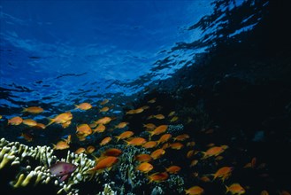 RED SEA, Underwater, Shoal of Anthias fish above reef