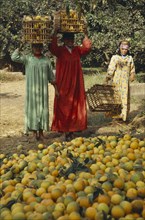 EGYPT, Nile Delta, Orange harvest. Female pickers with crates on their heads
