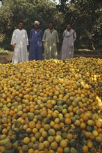 EGYPT, Nile Delta, Qanatir, Four men standing behind harvested oranges in orchard