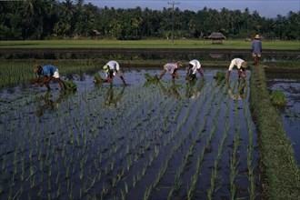 INDONESIA, Bali , Kalikbukbuk, Planting rice shoots in paddy field.