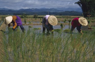 CHINA, Yunnan , Farming, Planting rice