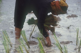CAMBODIA, Kompong Trach, Woman bending forward to plant rice.