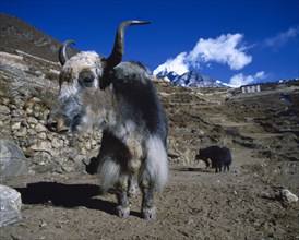 NEPAL, Animals, Yak on steep hillside.