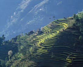 NEPAL, Nargakot , Village house and crops growing on mountain terraces.