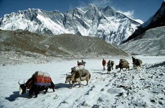 NEPAL, Everest and Gokyo, Lhotse Peak, Yaks loaded with packs walking through snowy mountain range