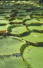 BRAZIL, Amazon, Victoria Amazonica. Giant Amazon water lilly pads.