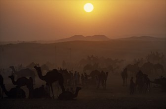 INDIA, Rajasthan, Pushkar, Camels and traders at camel fair at sunset.