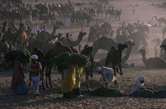 INDIA, Rajasthan, Pushkar, Camel Fair. Feeding time with people carrying large bundles of fodder to