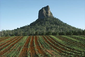 AUSTRALIA, Queensland, Glasshouse Mountains, Cultivated land showing red soil with Mount Coonowrin