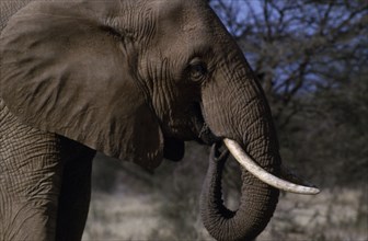 ANIMALS, Big Game , African Elephant, "Single animal, head shot showing tusks. "