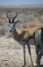 WILDLIFE, Springboks, Springbok at Etosha National Park in Namibia