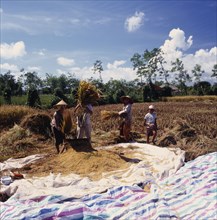 INDONESIA, Lombok, Praya, "Workers threshing rice on plastic mat, rice field & huts in background "