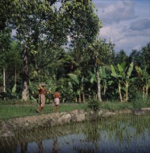 INDONESIA, Java, Near Yogyakarta, Boys with pinapples on poles walk between rice paddies with