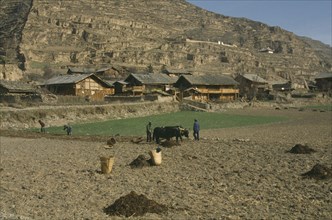CHINA, Sichuan Province, Songpan, People working in fields with yaks.  Rural housing at foot of