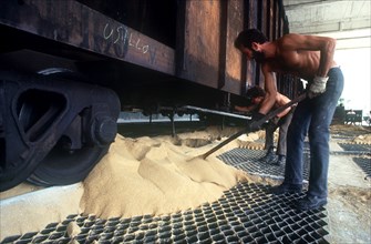CUBA, Cienfuegos, Sugar cane harvest worker depositing sugar from railway carriage