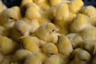 AGRICULTURE, Livestock, Poultry, Group of day old chicks huddled together.