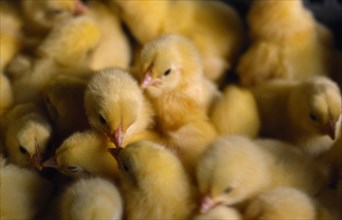 AGRICULTURE, Livestock, Poultry, "Group of one day old chicks.  Intensive farming practice, reared