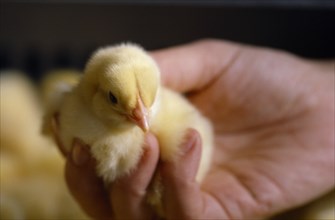 AGRICULTURE, Livestock, Poultry, Day old chick held in hand.