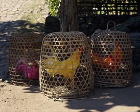 INDONESIA, BALI, Three coloured fighting cocks in individual baskets