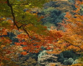 JAPAN, Honshu, Weather, Detail of colourful autumn leaves
