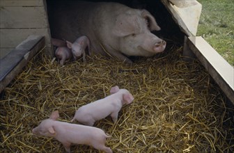 AGRICULTURE, Lifestock, Pigs, Day old piglets and sow in straw in sty.